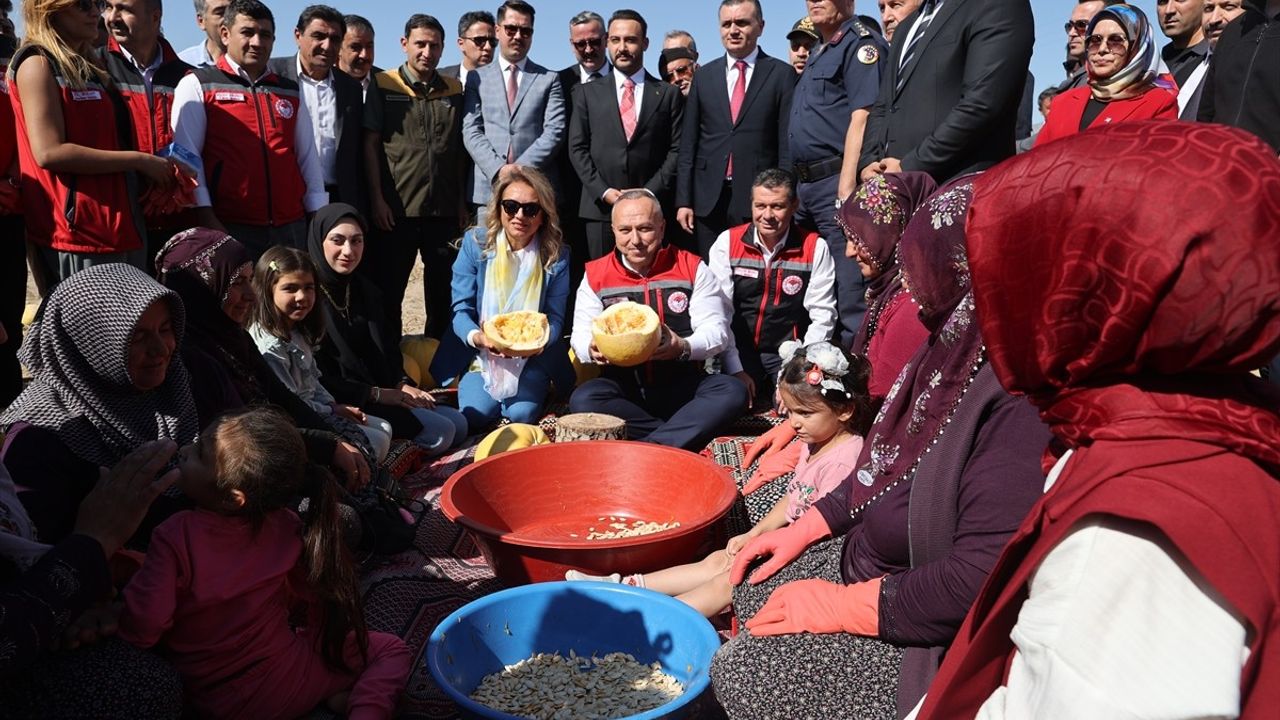Nevşehir'de Çerezlik Kabak Çekirdeği Hasadı Coşkuyla Başladı