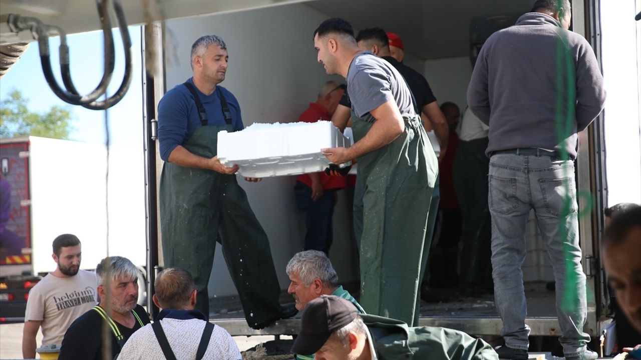 Ordu'da Balıkçılar Hamsi Avında Bol Şans Yakaladı