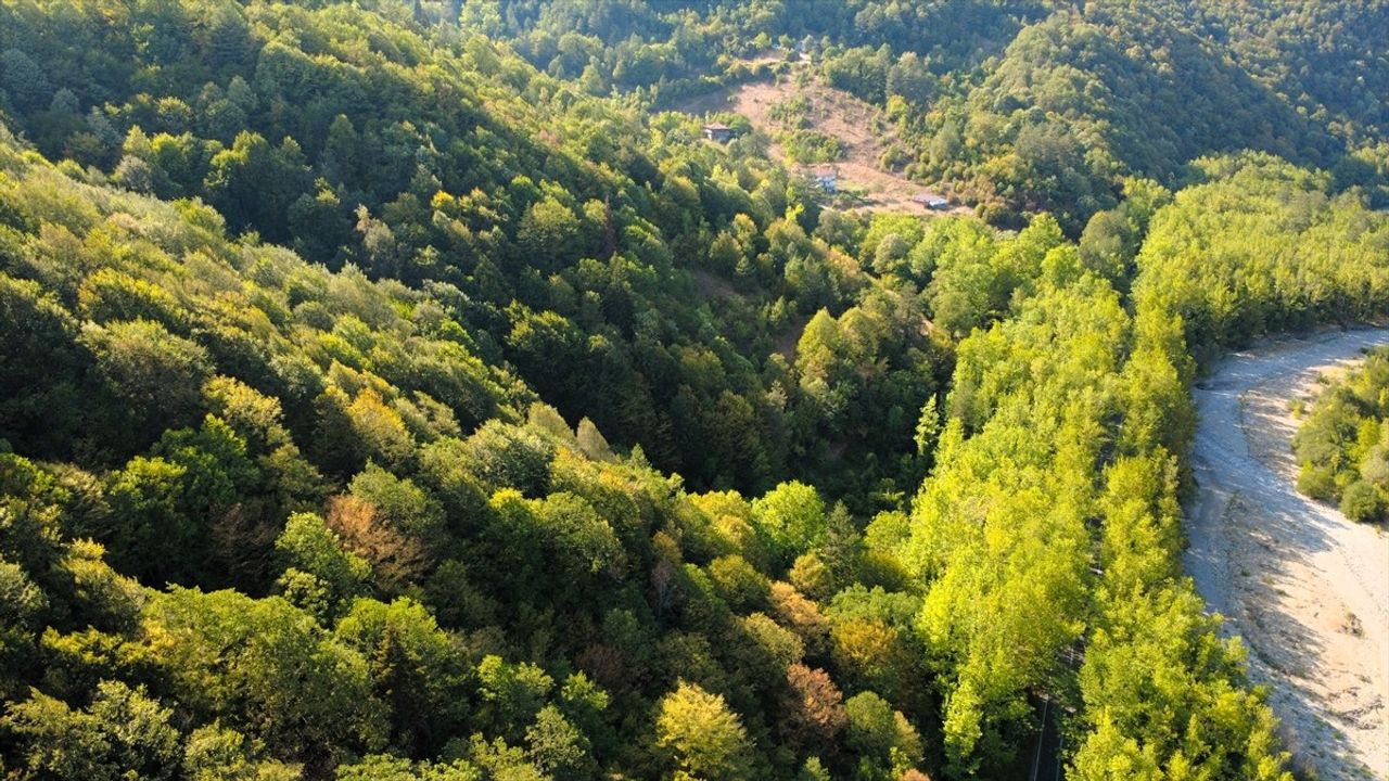 Safranbolu'nun Doğal Ağaç Tüneli Ziyaretçilerini Bekliyor