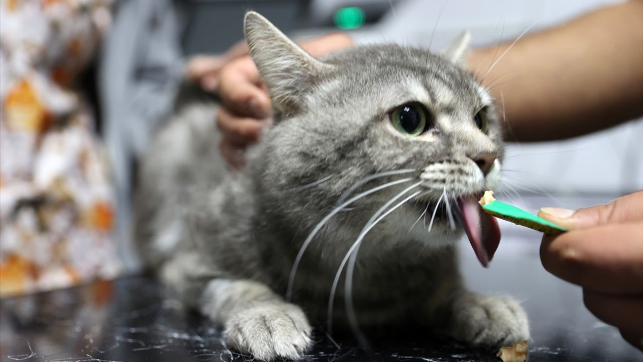 Sahipsiz Kedi Sağlığına Kavuştu