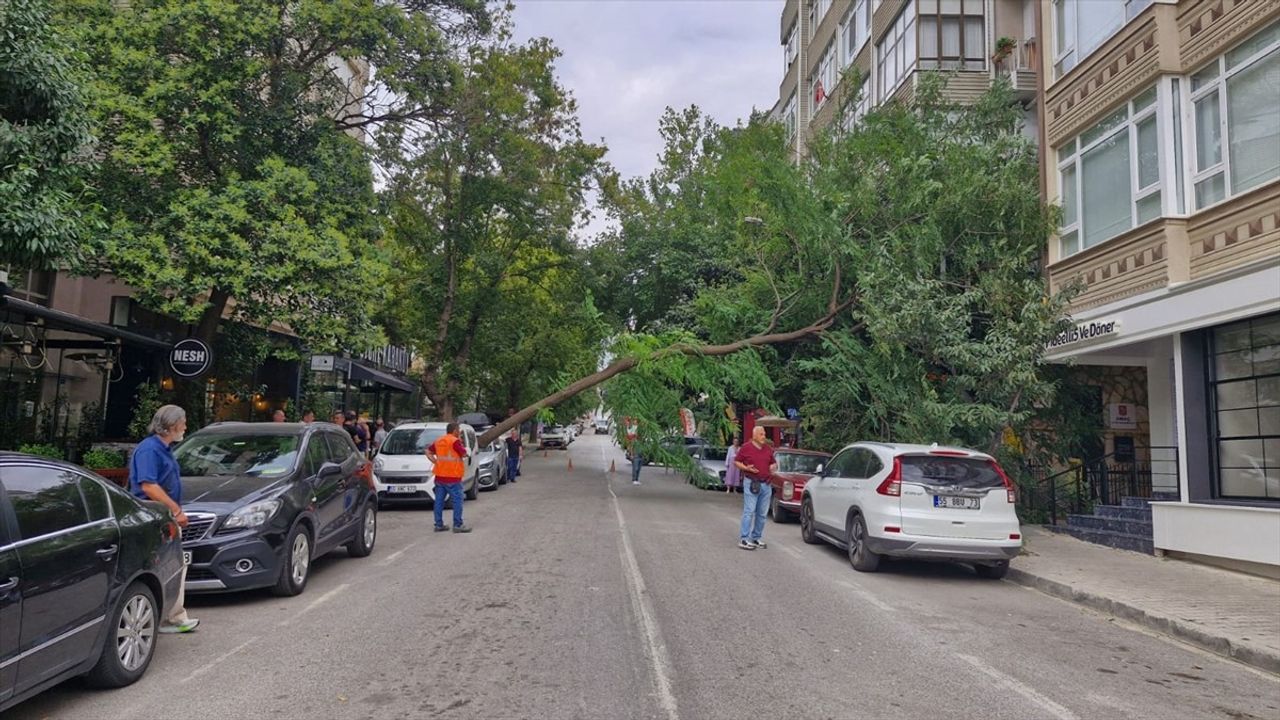 Samsun'da Kökünden Kopan Ağaç, Otomobile Devrildi