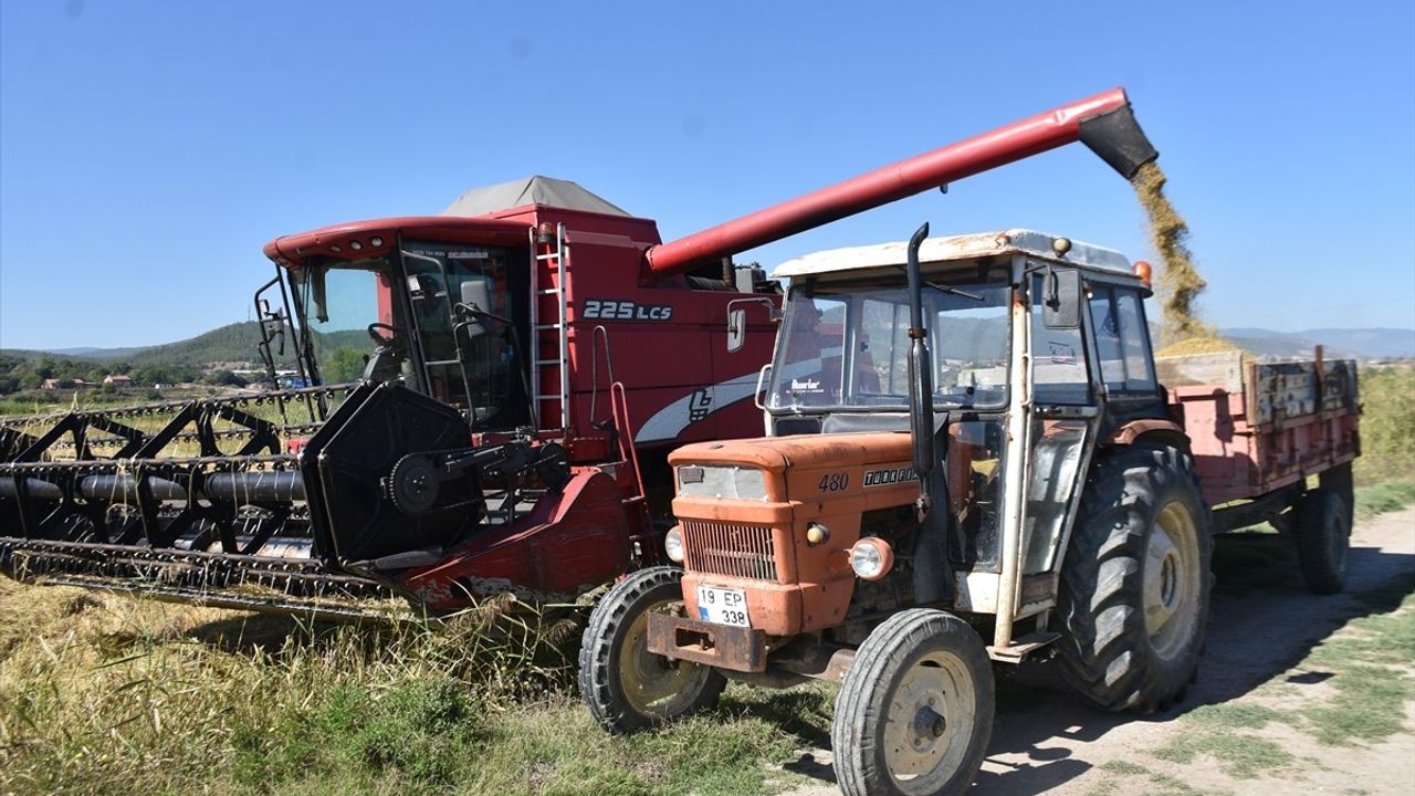 Sinop'ta Çeltik Hasadı Başladı