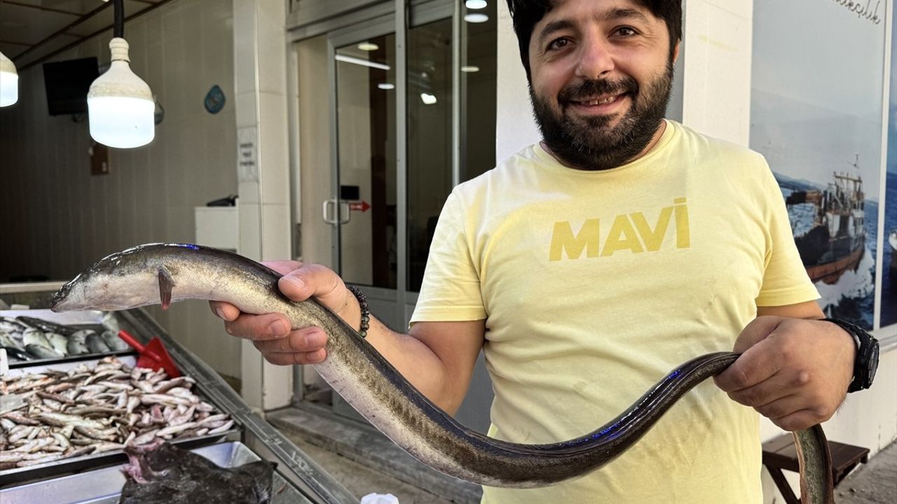 Sinop'ta Nadir Görülen Yılan Balığı Hamsi Ağına Takıldı