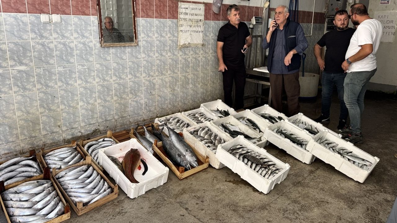Sinop'ta Palamut Avı Rekoru: 9 Bin Balık Limana Getirildi