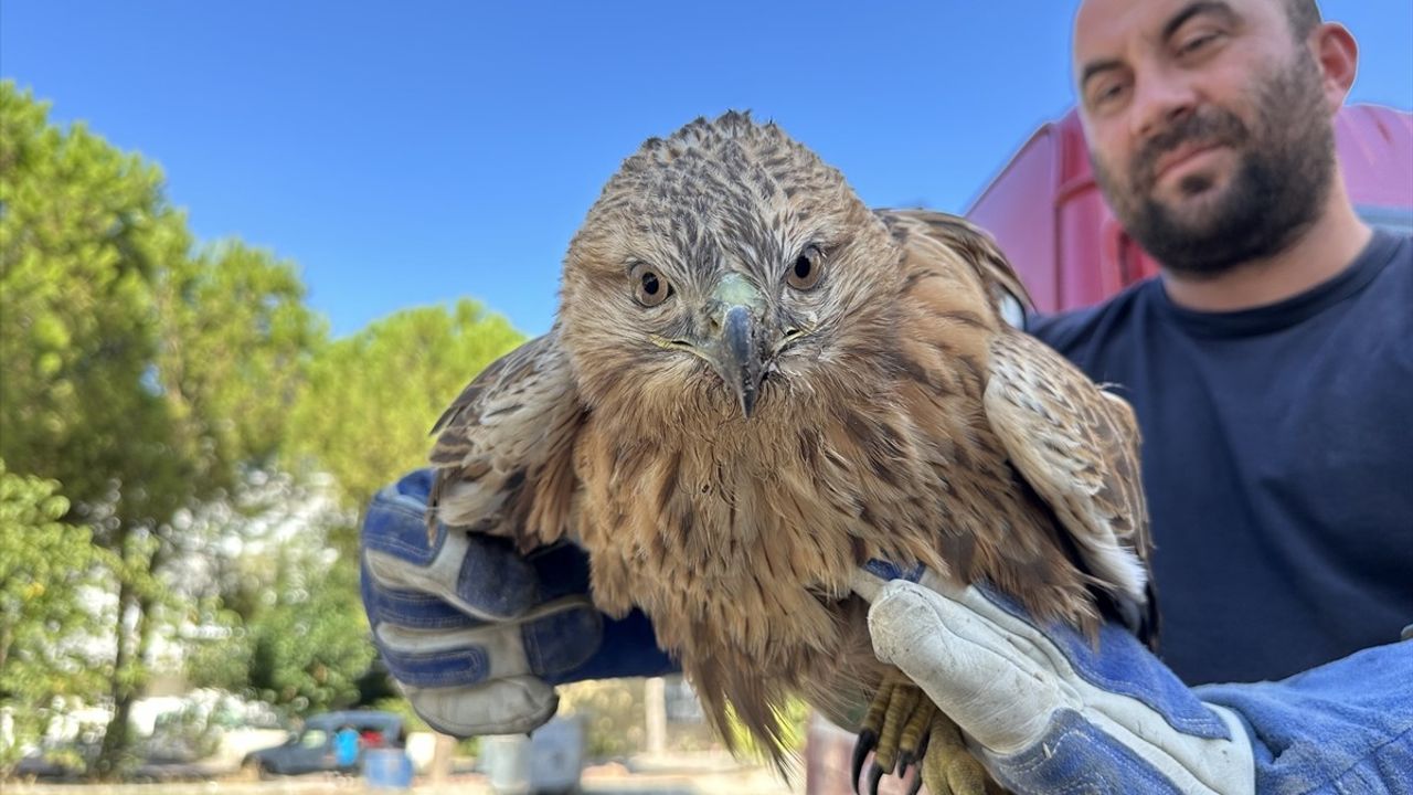 Sinop'ta Yaralı Kızıl Şahin Tedavi Altına Alındı