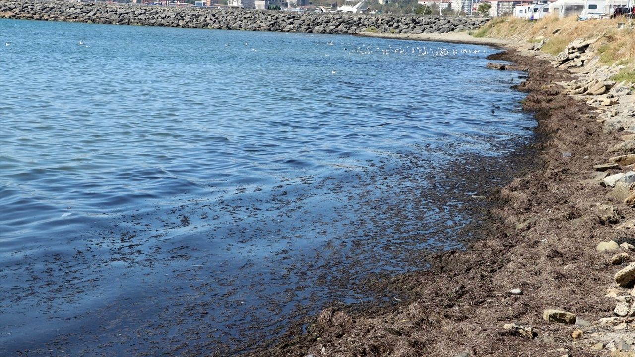 Tekirdağ Sahilinde Kırmızı Yosun Birikimi