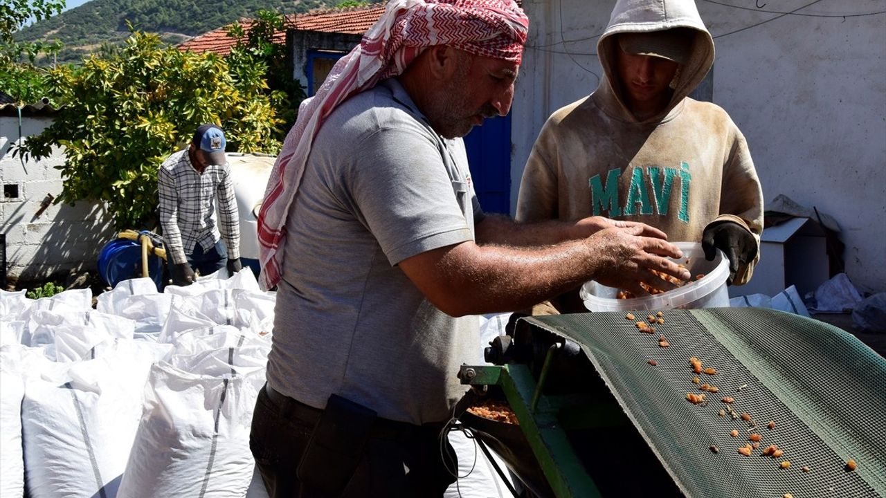 Türkiye'nin Kuru Üzüm İhracatı Tarihinde Yeni Bir Rekor