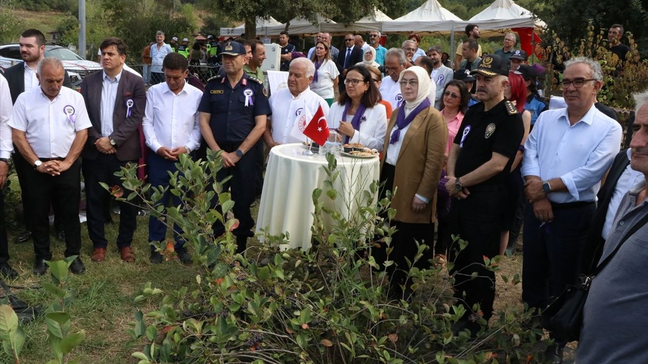 Yalova'da Aronya Hasadı Başladı: 250 Ton Rekolte Bekleniyor