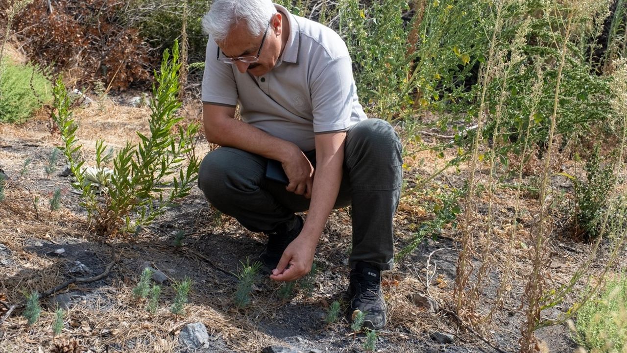 Yamanlar Ormanında Ağaçlandırma Çalışmaları Devam Ediyor