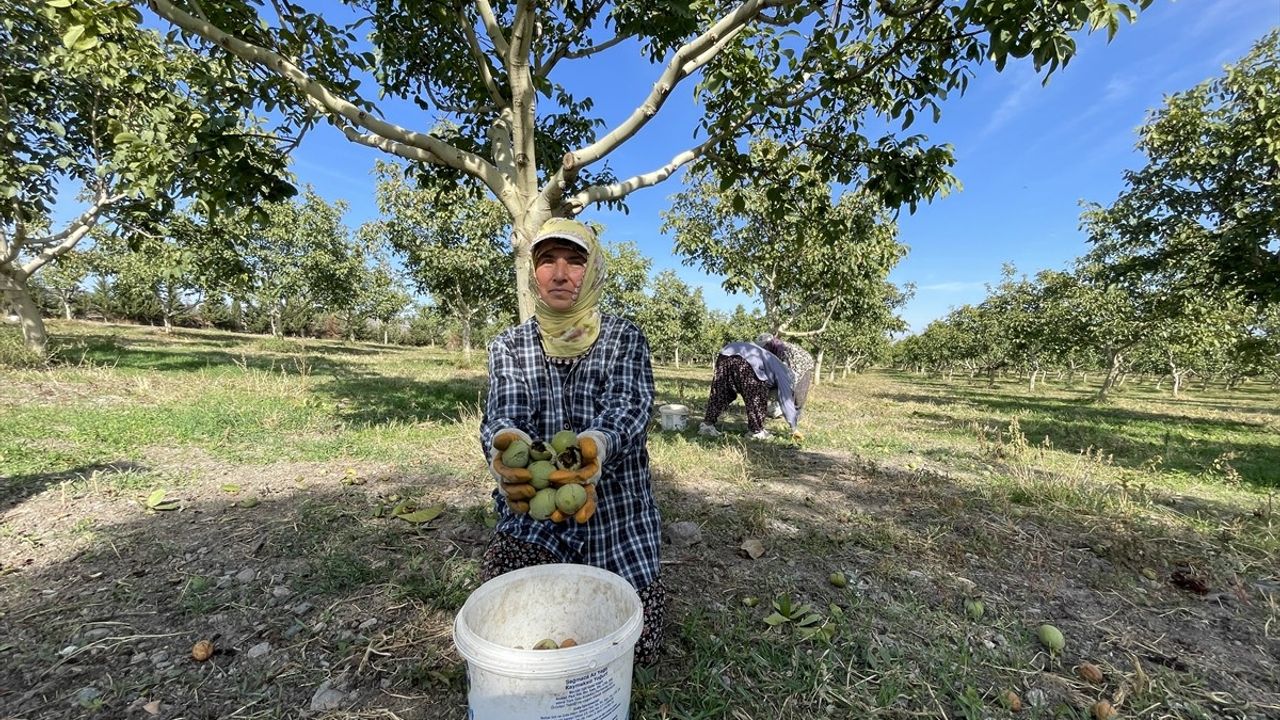 Amasya'da Ceviz Hasadı Devam Ediyor