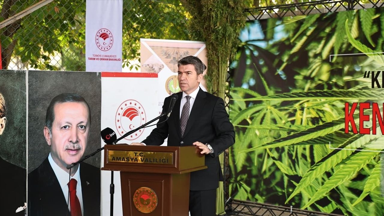 Amasya'da Vezir Kenevir Hasadı Başladı