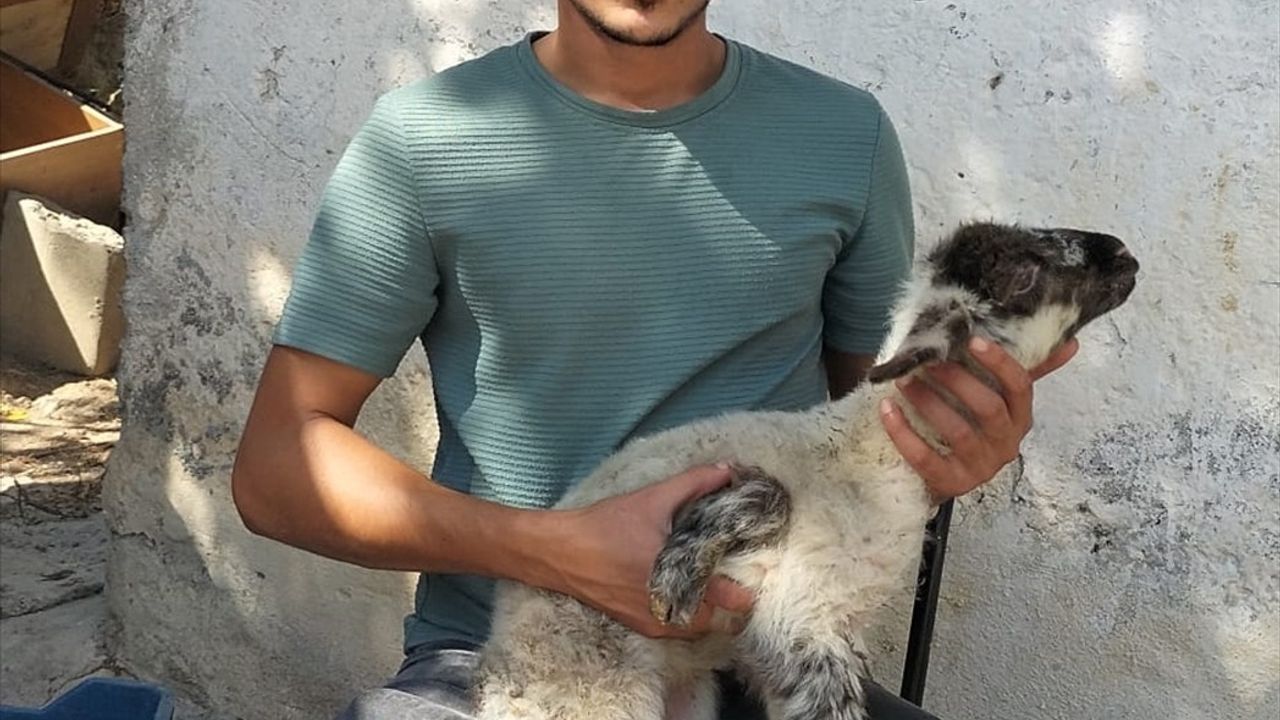 Antalya'da 5 Ayaklı Kuzu Doğdu