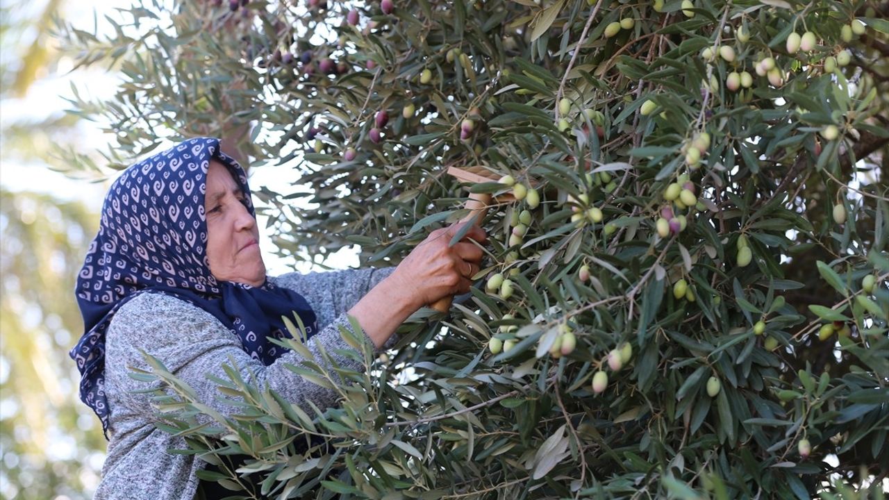 Antalya'da Coğrafi İşaretli Zeytin Üretimi Artıyor