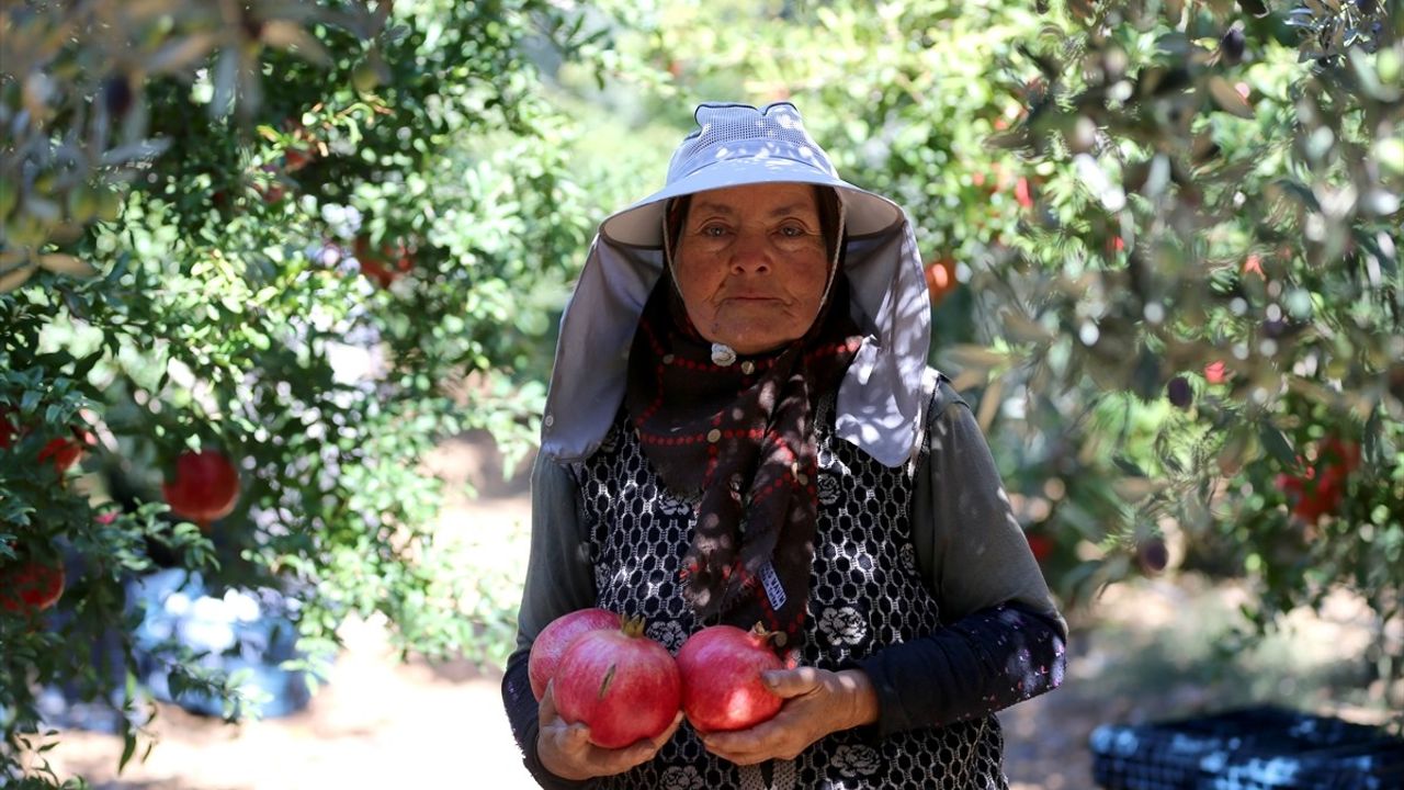 Antalya Nar Üretiminde ve İhracatında Zirvede