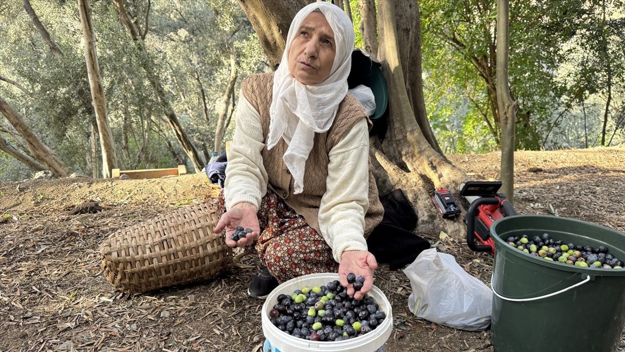 Artvin'de Butko Zeytini Hasadı Başladı