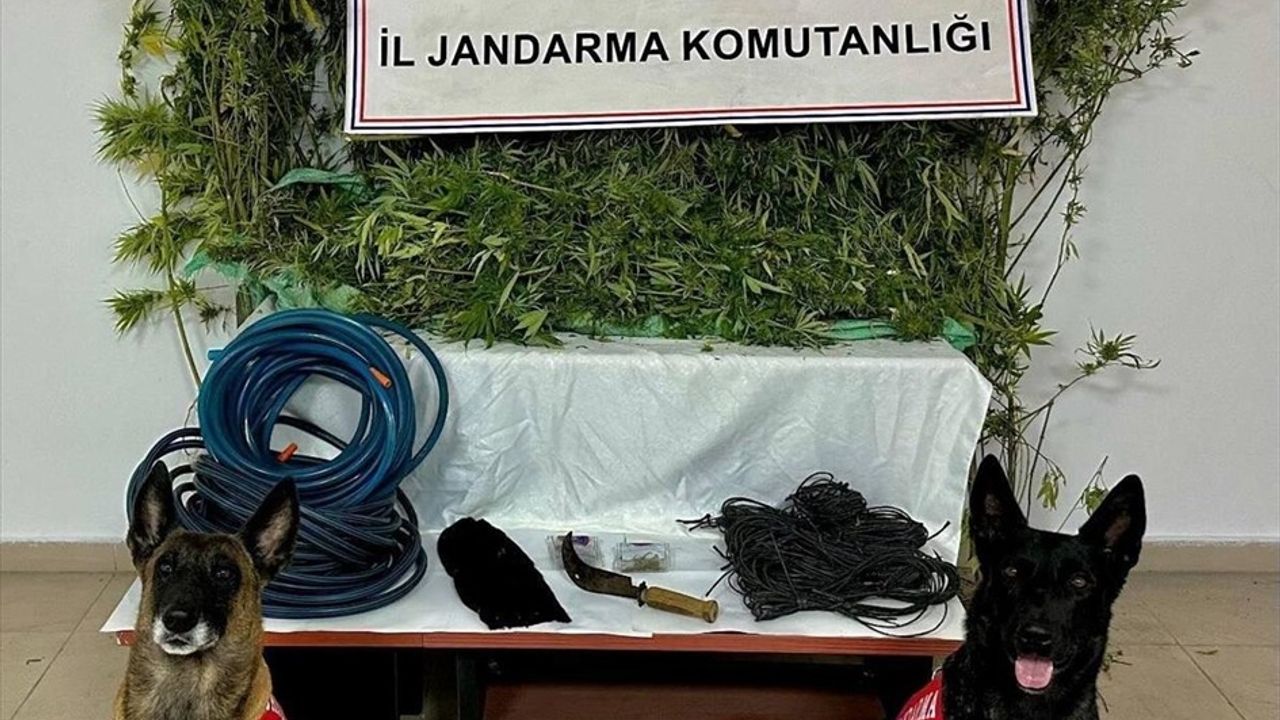 Artvin'de Uyuşturucu Ticareti Operasyonu: 1 Tutuklama