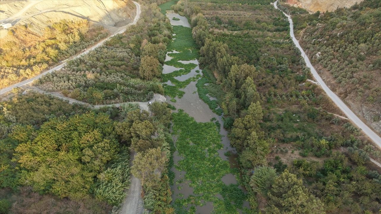 Asi Nehri'nde Su Sümbülleri Yeniden Ortaya Çıktı