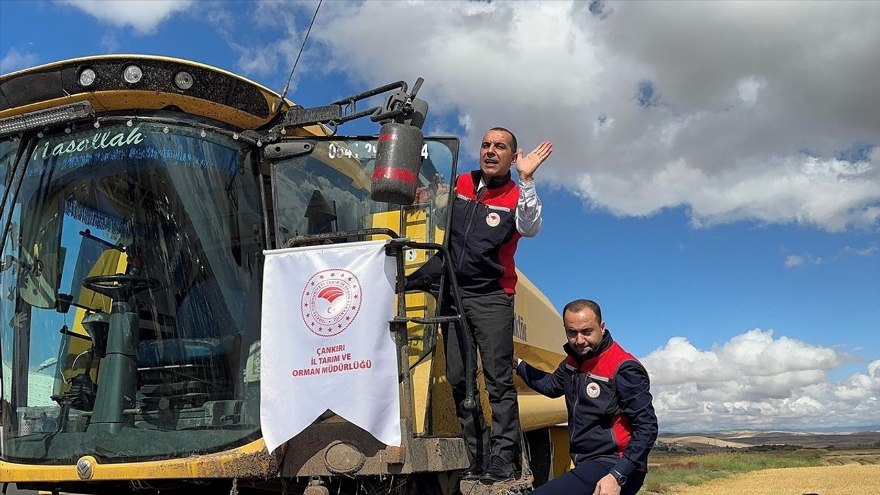 Çankırı'da Geleneksel Çeltik Hasat Töreni Gerçekleşti
