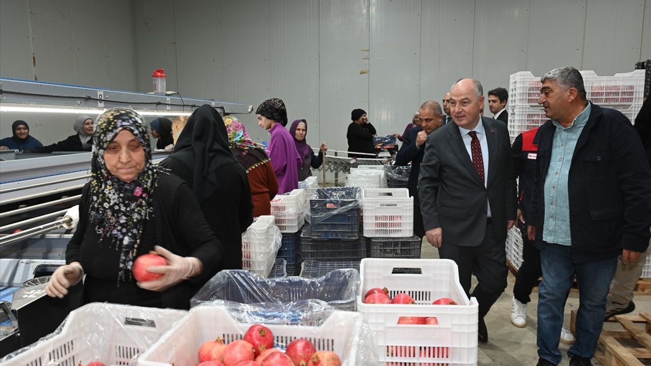 Denizli'de İhracatlık Nar Hasadı Başladı
