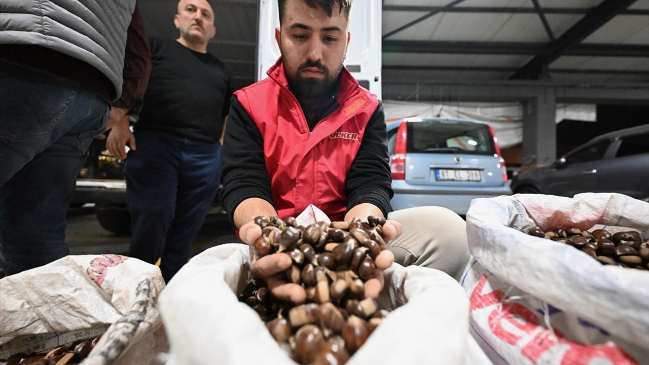 Düzce'de Kestane Mezatı Açıldı