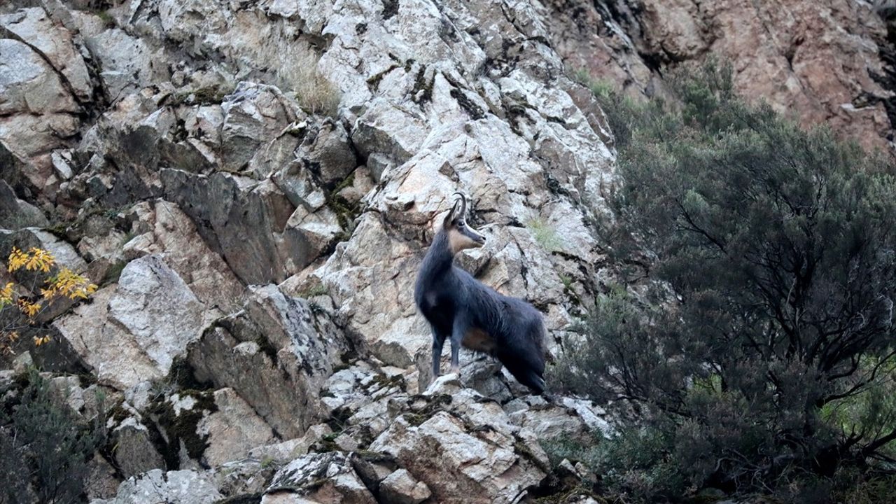 Gümüşhane'de Koruma Altındaki Dağ Keçileri Görüntülendi