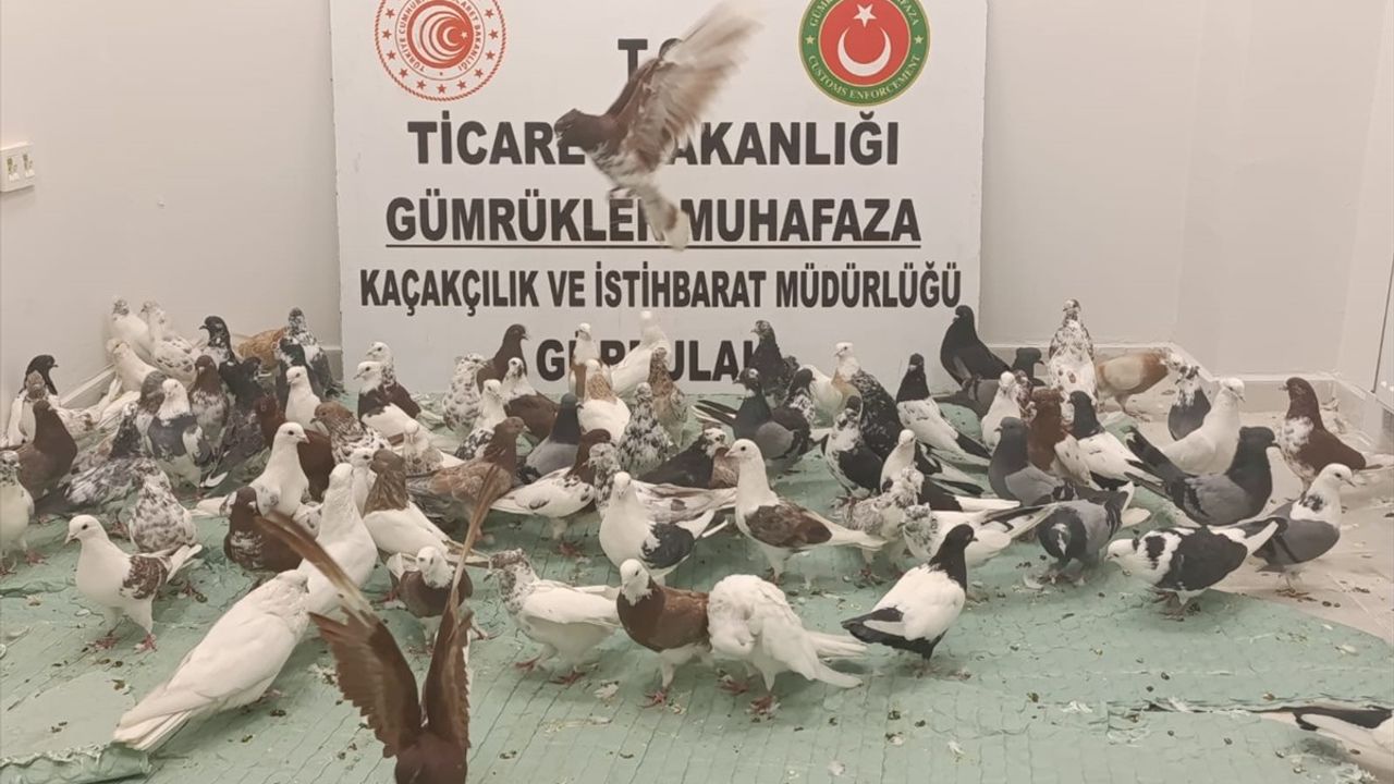 Gürbulak Gümrük Kapısı'nda 85 "Cancan" Cinsi Güvercin Ele Geçirildi