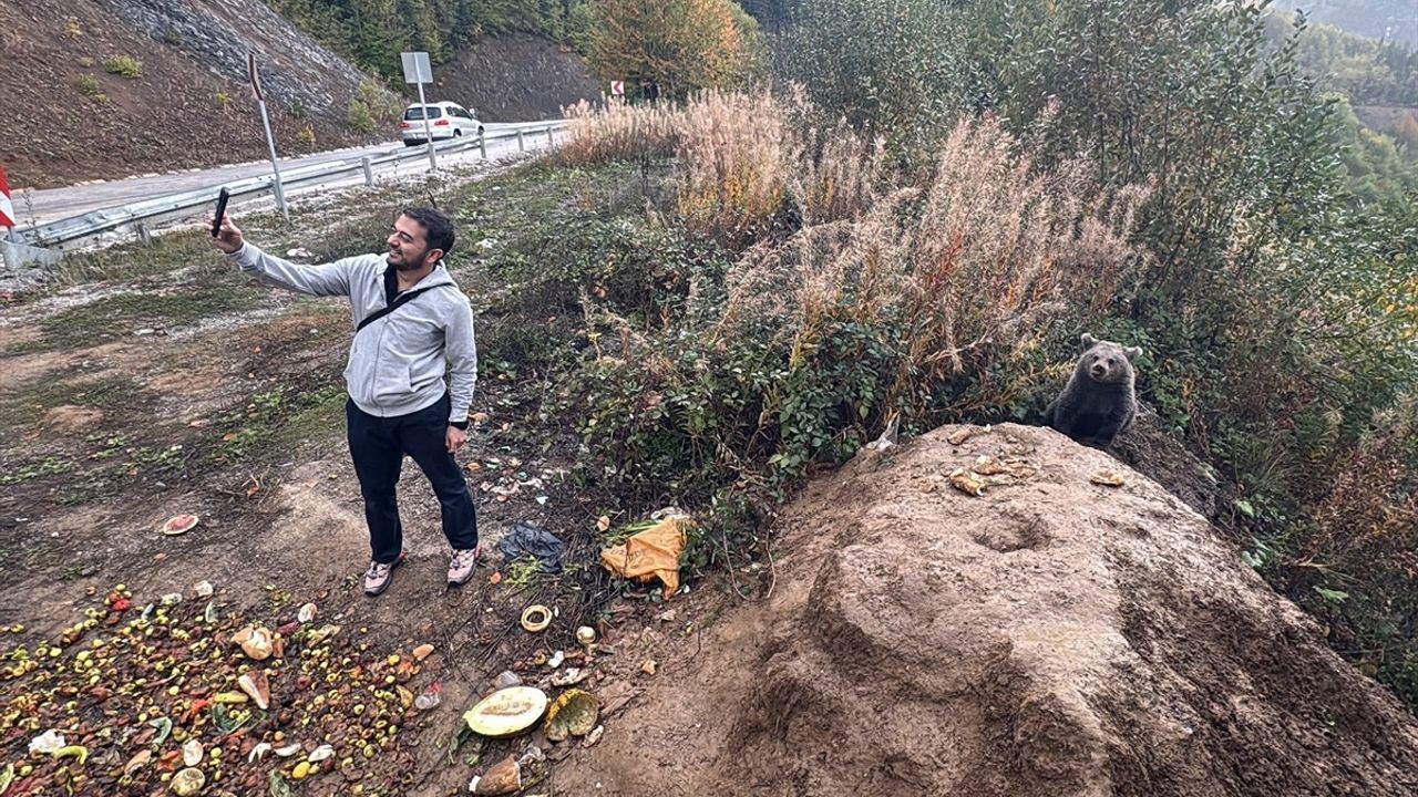 Kastamonu'da Ayı Yavrularının İlgisi Büyüyor