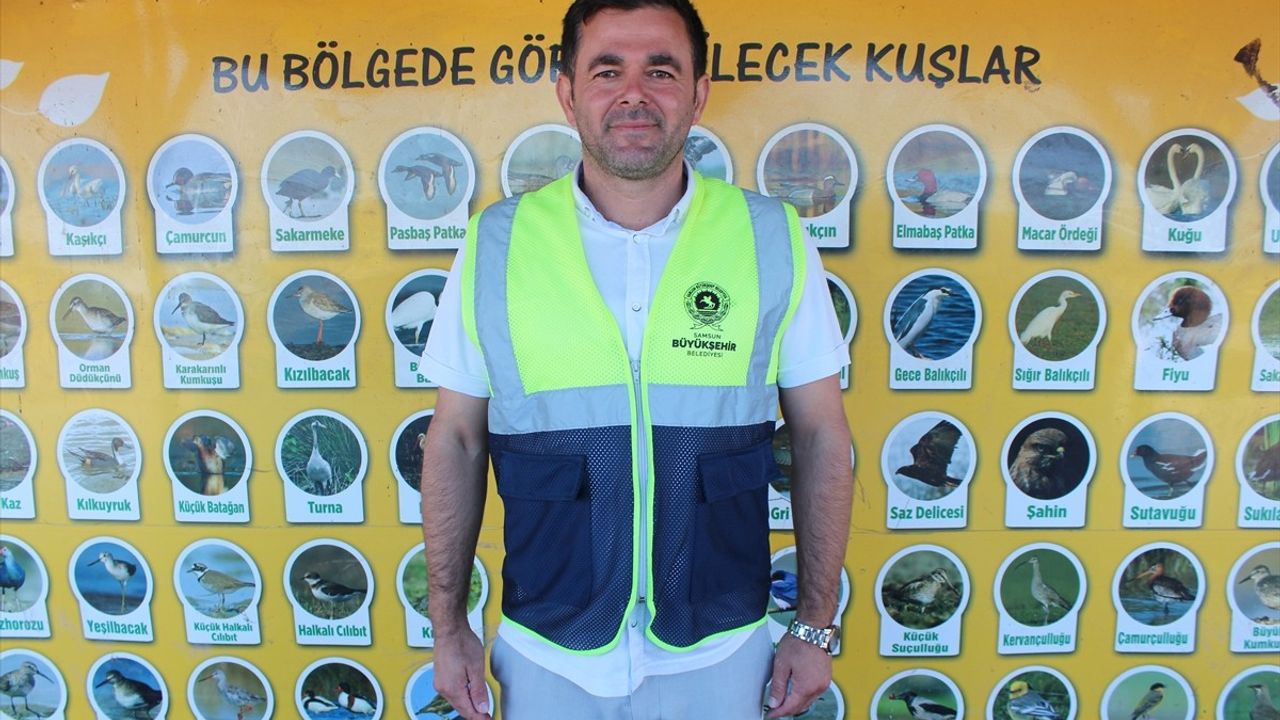 Kızılırmak Deltası Kuş Cenneti Kuğulara Ev Sahipliği Yapmaya Hazırlanıyor