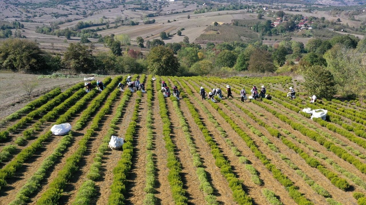 Kocaeli'de Biberiye Hasadı Başladı