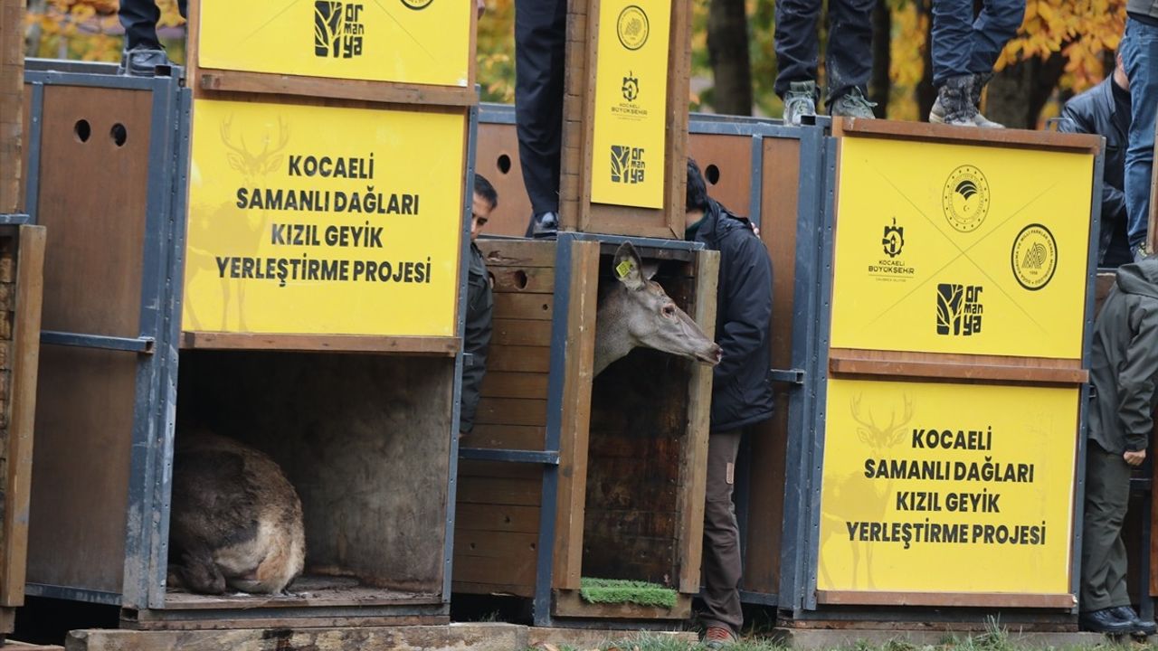 Kocaeli'de Kızıl Geyik Yerleştirme Projesi Başladı