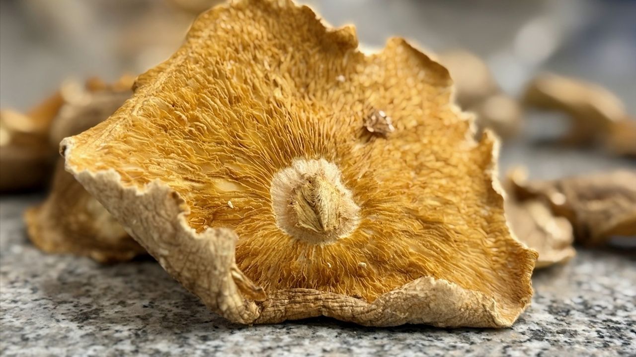 Mantar Zehirlenmelerinde Acil Durum Tüyosu