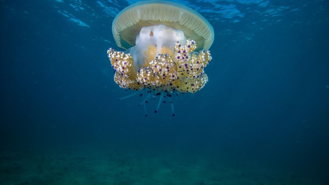 Marmara Denizi'nde Pina Midyeleri Korunuyor