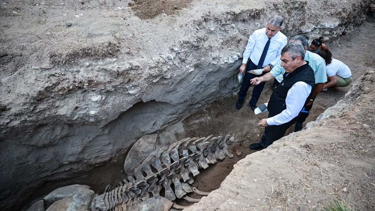 Mersin'de 4 Yıl Sonra Ortaya Çıkan Fin Balinası İskeleti