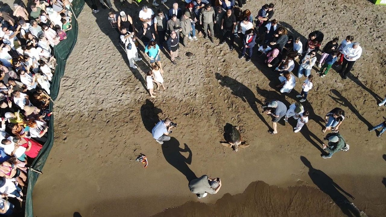 Muğla'da Deniz Kaplumbağalarının Denize Bırakılması Etkinliği