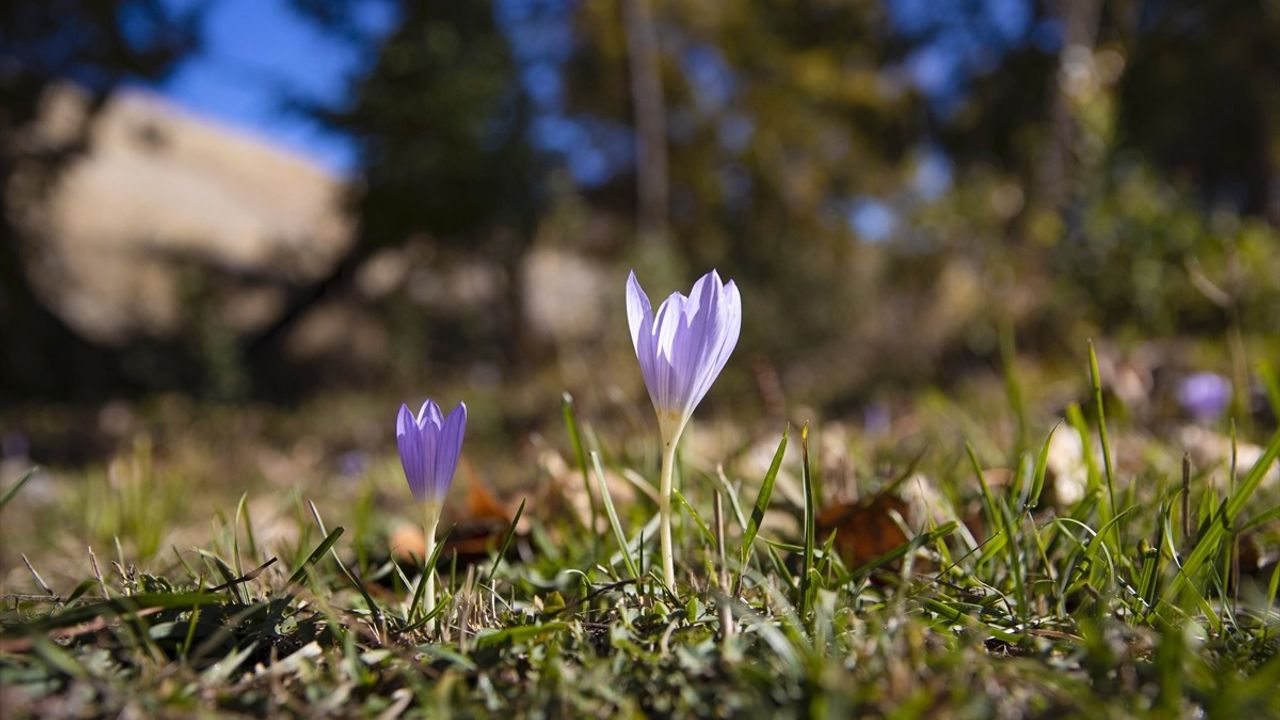 Munzur Vadisi Milli Parkı'nda Vargit Çiçekleri Açıkladı