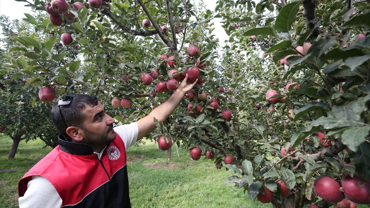 Muş'ta Elma Hasadı Gelir Beklentisi 100 Milyon Lira