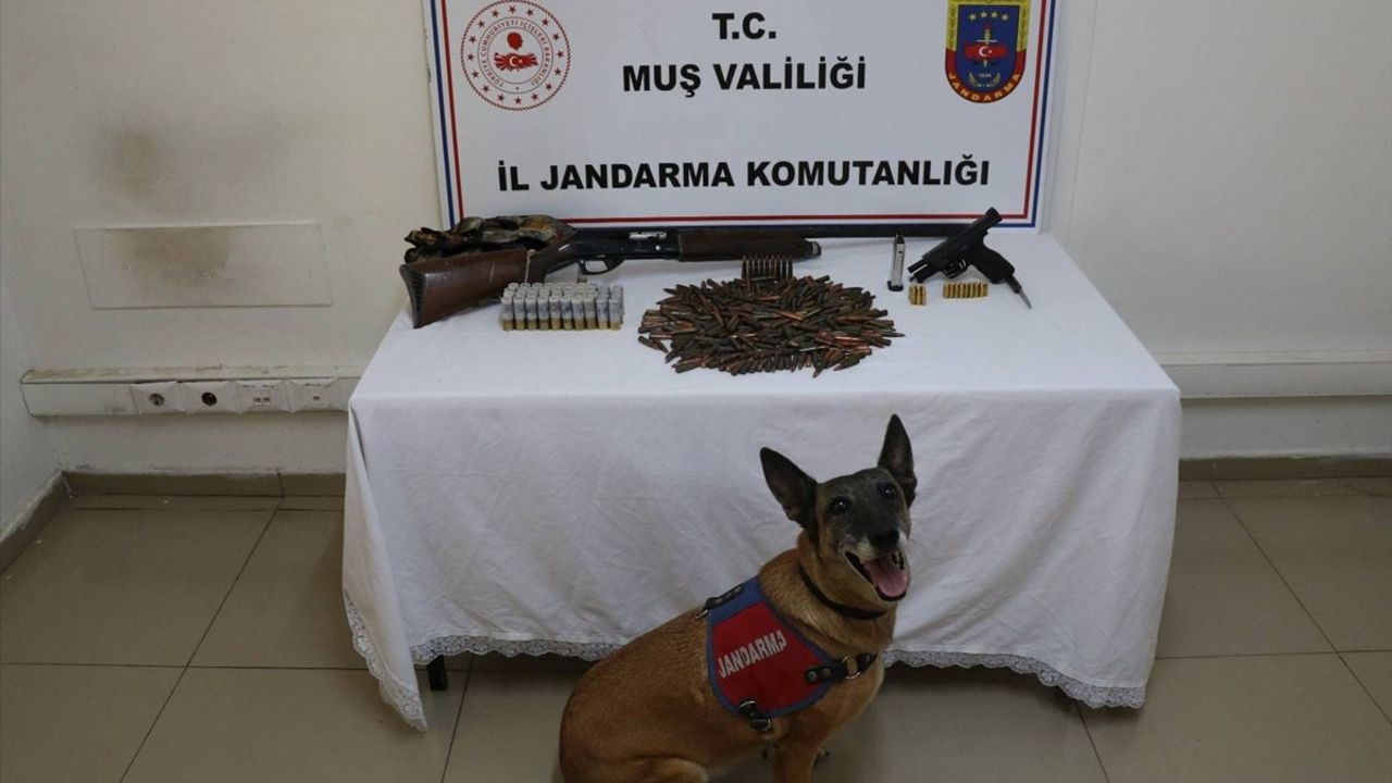 Muş'ta Tezek Altında Saklanan Silah ve Mühimmat Ele Geçirildi
