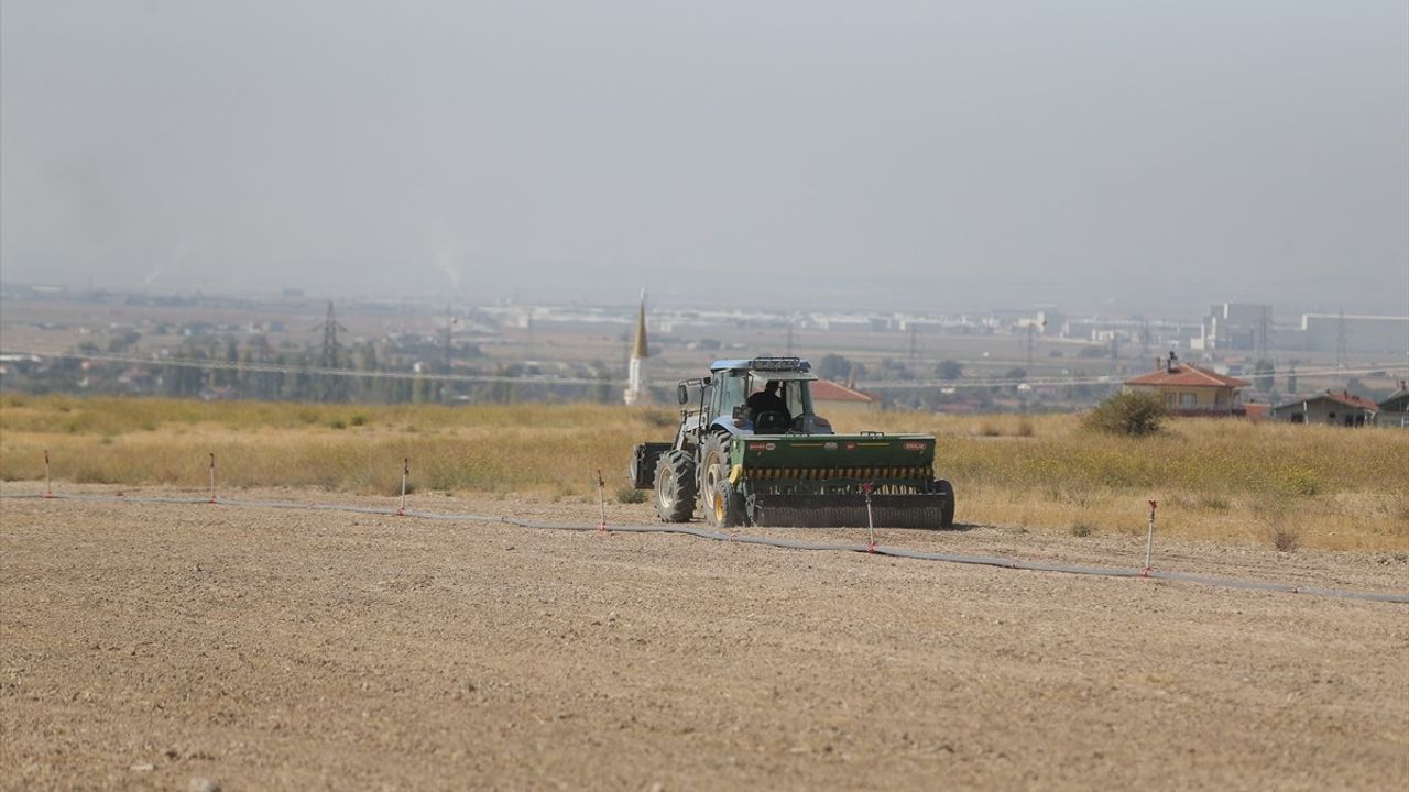 Niğde'de Tarımsal Araştırma Merkezi'nde Korunga Yetiştiriliyor