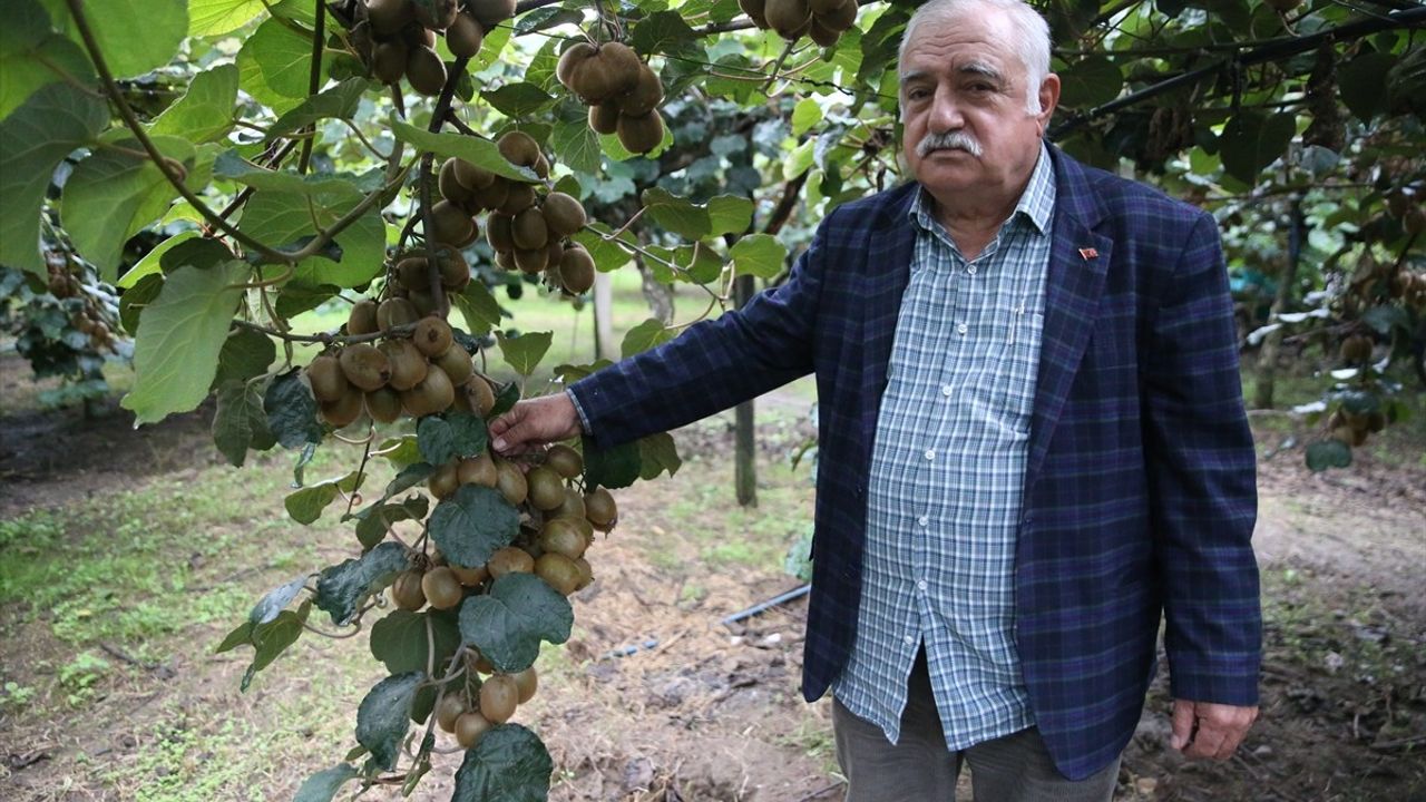 Ordu Kivisinin Kilogram Fiyatı Açıklandı