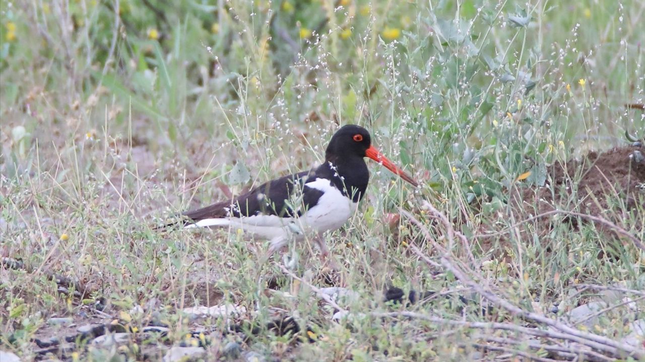Poyraz Kuşunun 8 Ülkelik Göç Yolculuğu
