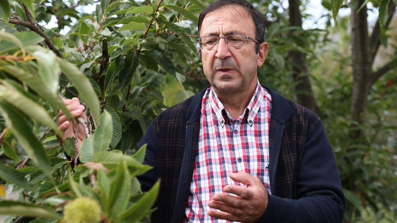 Samsun'da Kestane Kanseri ile Mücadele İçin Dayanıklı Türler Geliştiriliyor