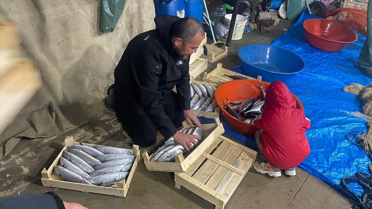 Sinop'ta Balıkçılar Palamut Avında Rekor Kırdı