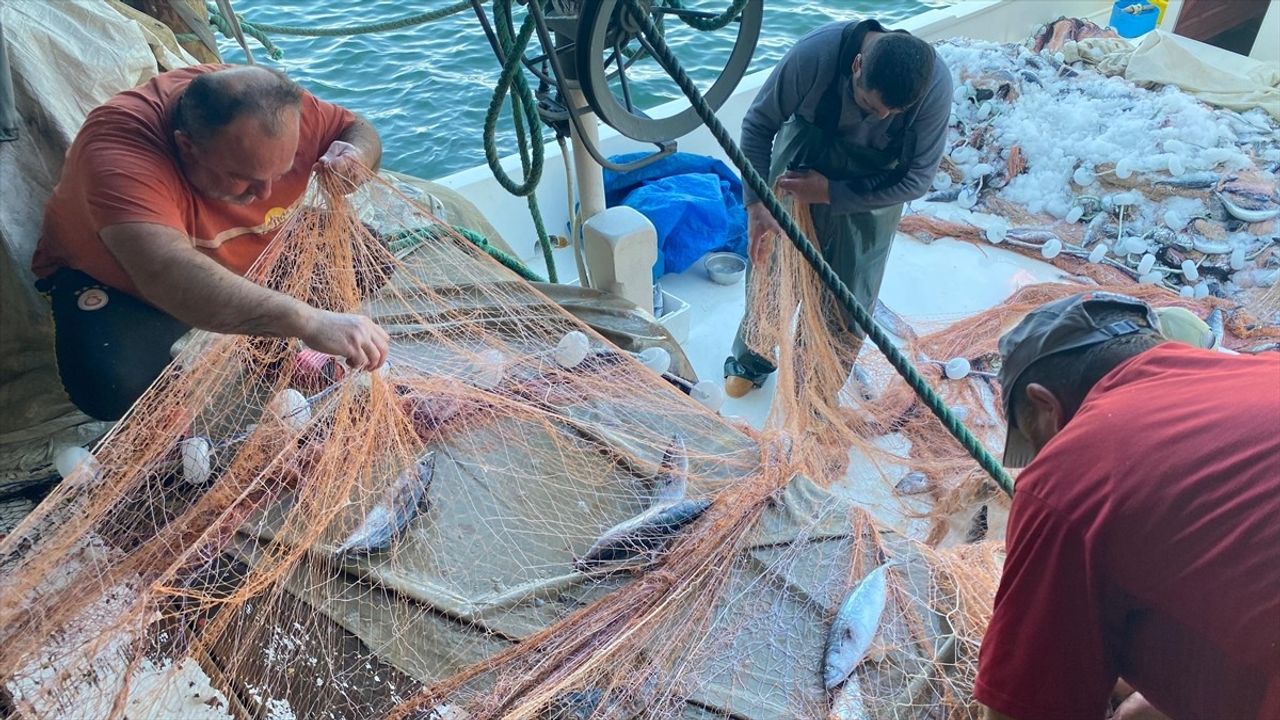 Sinop'ta İlk Palamut Avı: 3 Bin Palamut