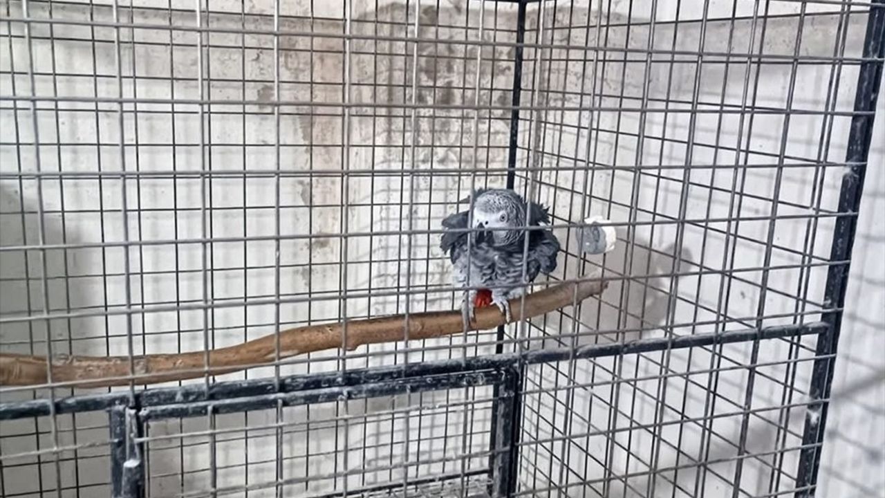 Tekirdağ'da 21 Kaçak Papağan Ele Geçirildi