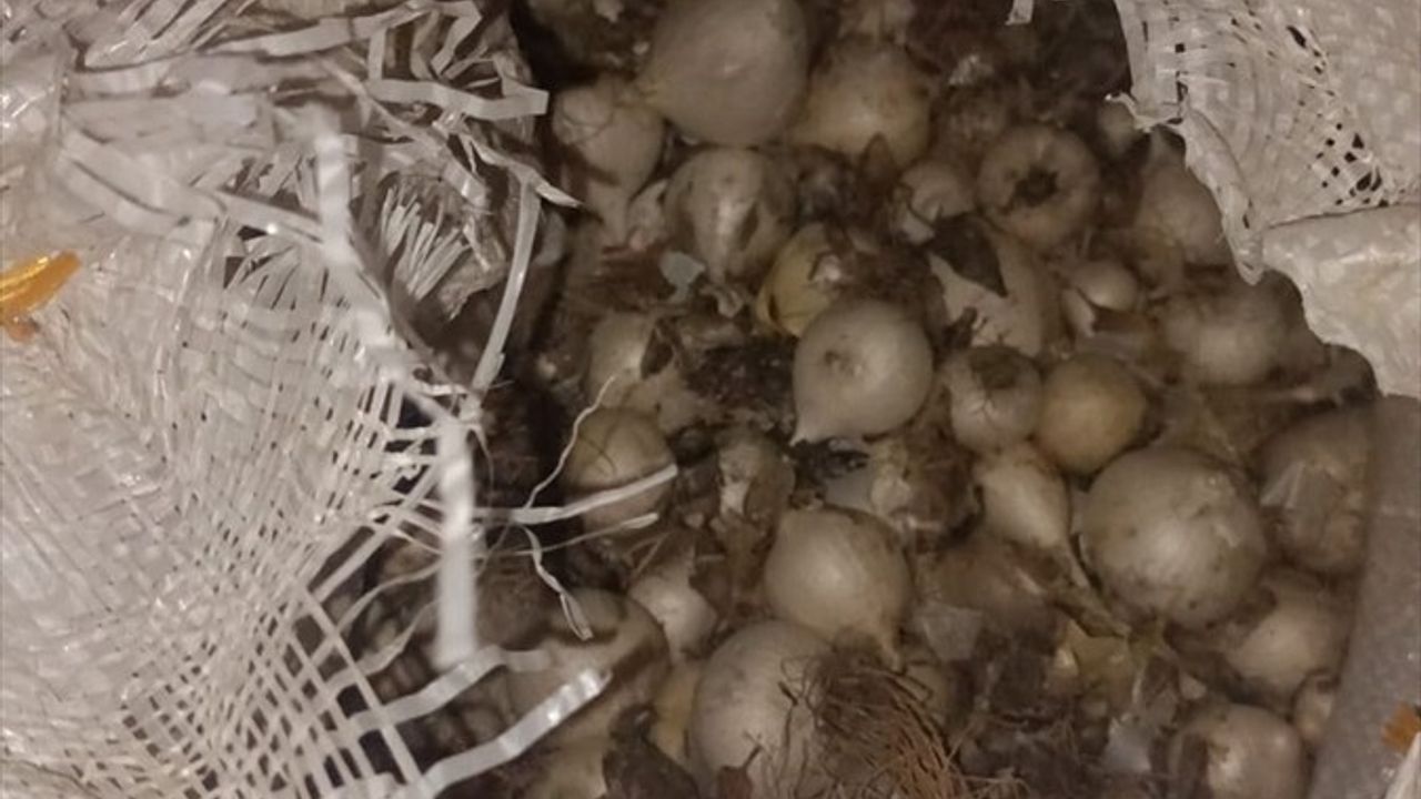 Tunceli'de Endemik Dağ Sarımsağı Toplayan Şahsı Cezalandırıldı