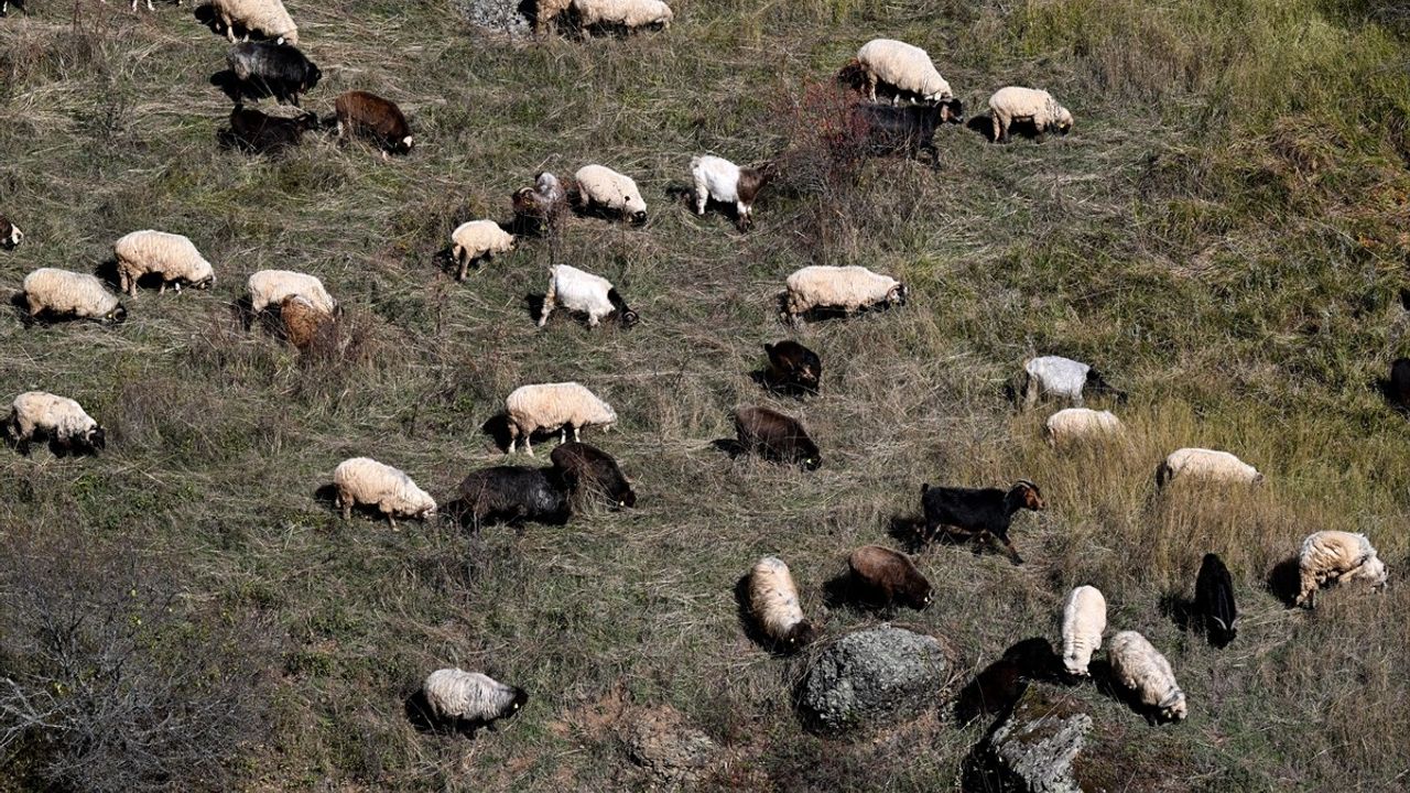 Zigana Dağı'ndaki Besicilik Faaliyetleri