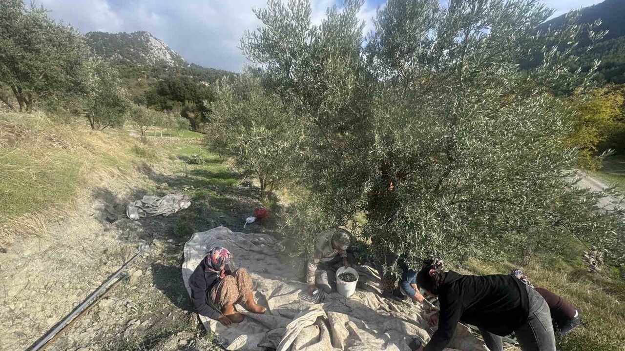 88 Yaşındaki Emine Aksoy’un Zeytin Hasadı Mücadelesi