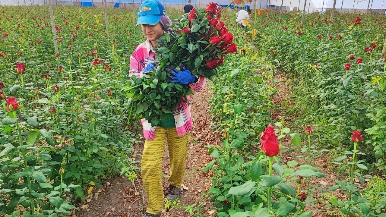 Adana'da Gül Hasadı Başladı: Üreticiler Fiyatlardan Şikayetçi