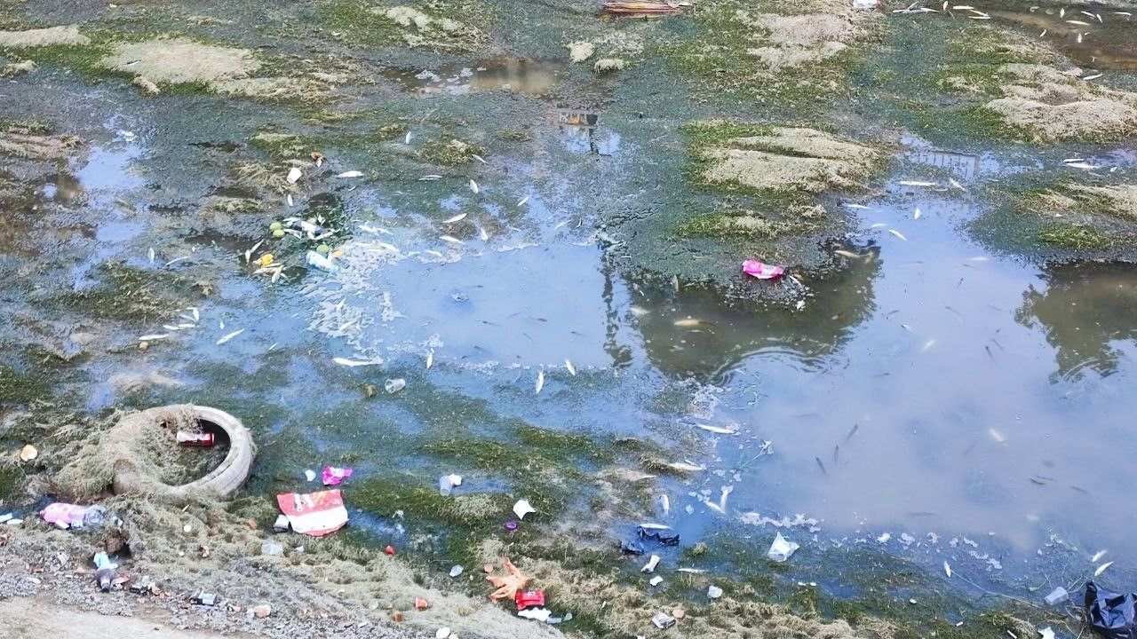 Adana'da Kuraklık Balıkları Tehdit Ediyor