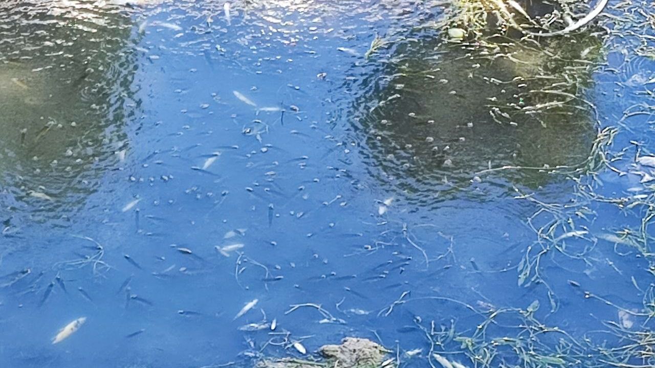 Adana'da Kuraklık ve Kirlilik Balık Popülasyonunu Tehdit Ediyor